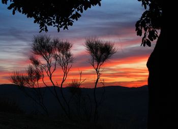 Silhouette trees against orange sky