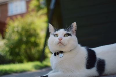 Close-up portrait of cat