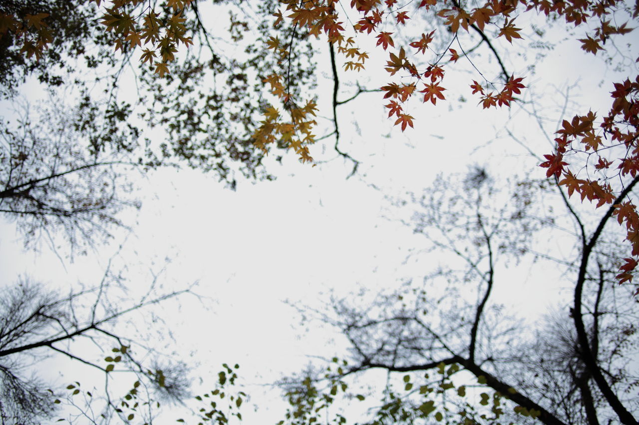 LOW ANGLE VIEW OF TREES AGAINST CLEAR SKY DURING WINTER