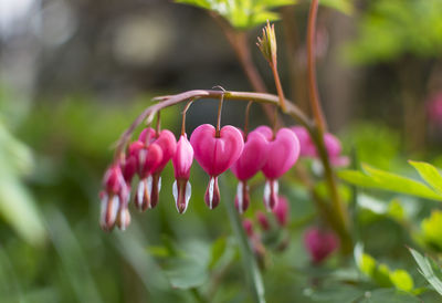 Close-up of pink flowering plant