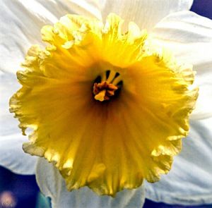 Close-up of yellow flower