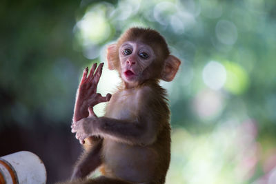 Close-up of young monkey