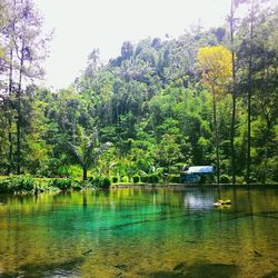 Reflection of trees in lake