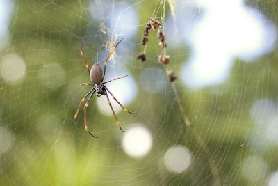 Close-up of spider on web