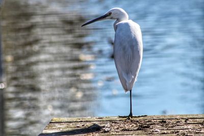 Close-up of gray heron perching on lake