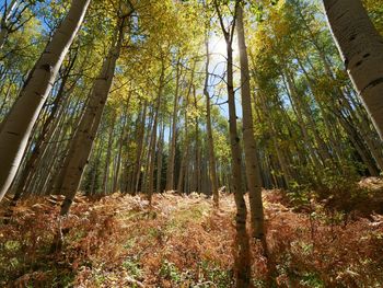 Low angle view of bamboo trees in forest