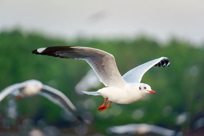 Seagull flying