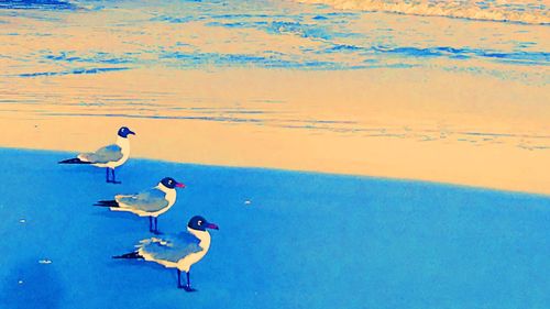 Seagulls on beach against sky during sunset