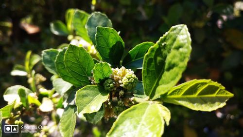 Close-up of green plant