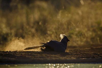 Bird perching on field