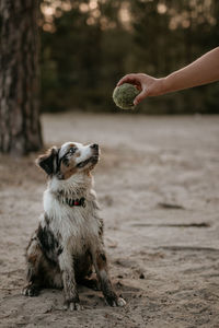 Dog playing on land