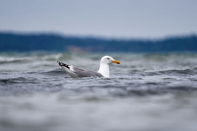 Seagull on a beach
