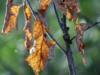 Close-up of leaves on twig