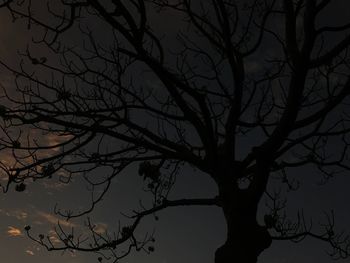 Low angle view of bare tree at night