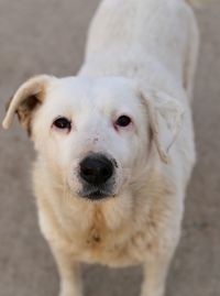 Close-up portrait of white dog