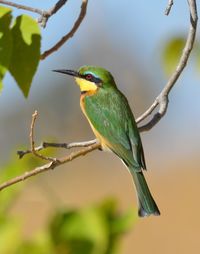 Close-up of bird perching on tree branch