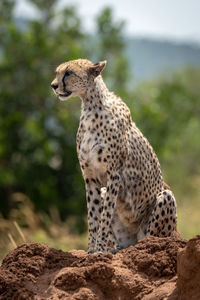 Cheetah sitting on rock formation