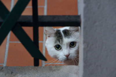 Close-up portrait of cat