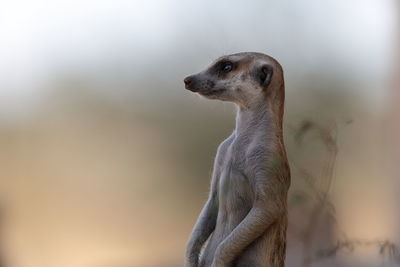 Close-up of meerkat