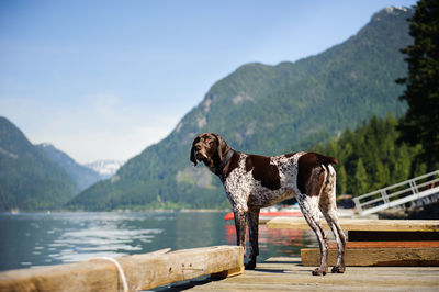 Dog standing on lake against mountains