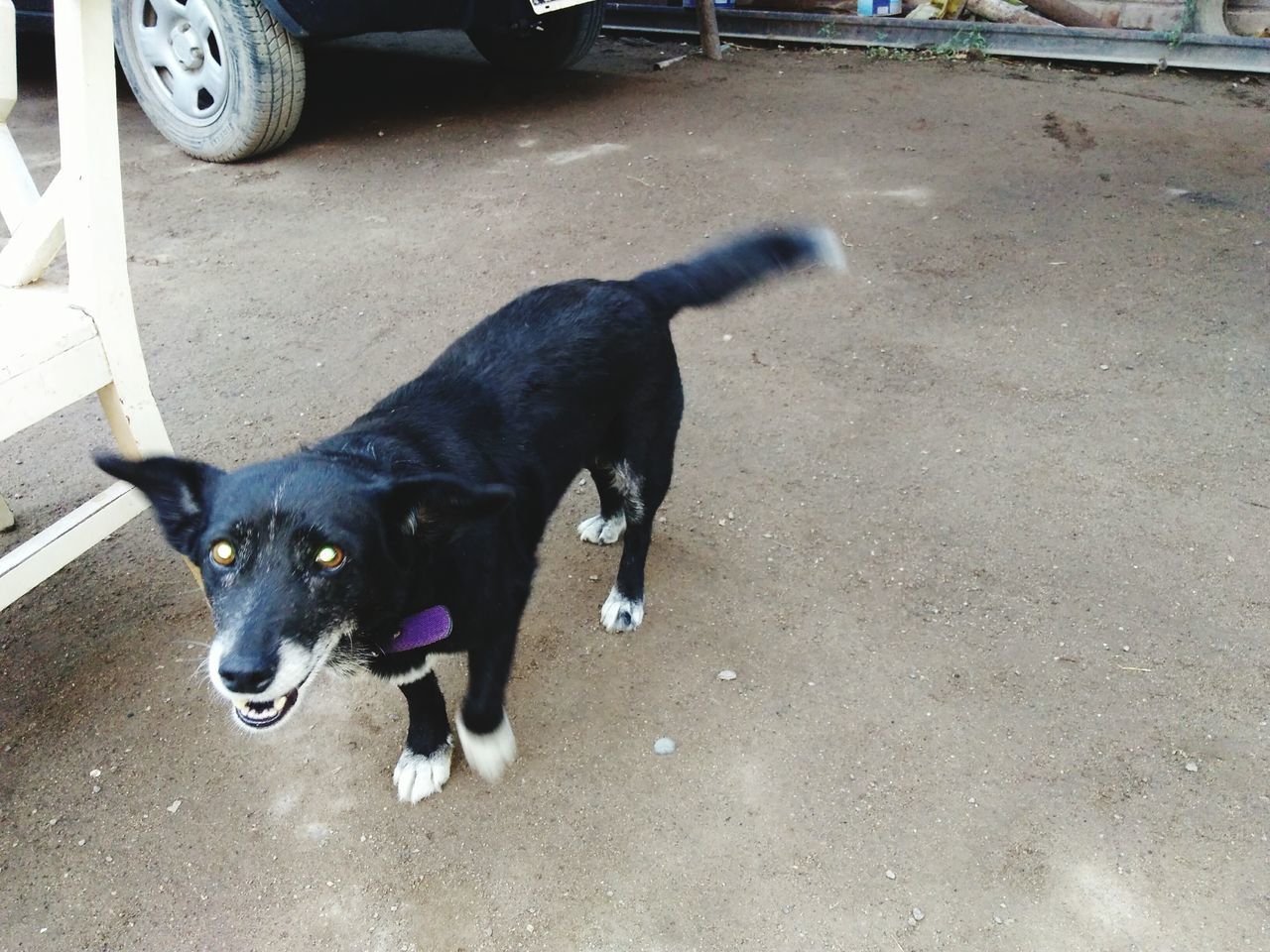 dog, pets, domestic animals, animal themes, one animal, mammal, high angle view, black color, day, outdoors, black labrador, no people, nature