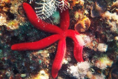 Close-up of coral in sea