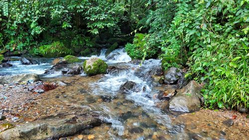 Scenic view of waterfall in forest