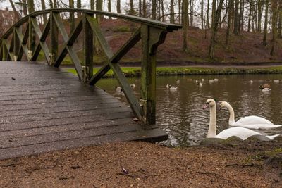 View of swan swimming in lake