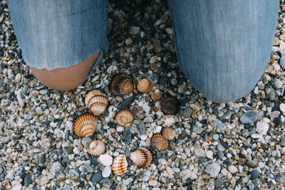 Close-up of seashells on pebbles