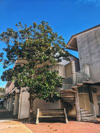 Low angle view of tree by building against clear blue sky