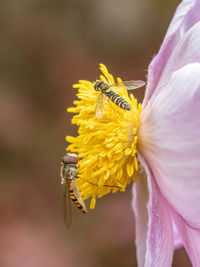 Close-up of bee pollinating on flower