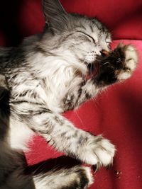 Close-up of cat with kitten