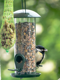 bird feeder