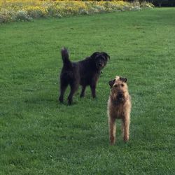 Full length of dog standing on grassy field