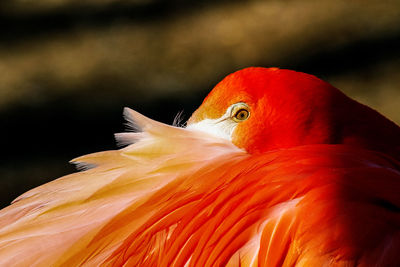 Close-up of flamingo