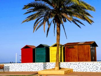 Palm tree by house against clear blue sky