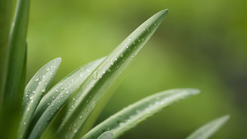 Close-up of wet plant