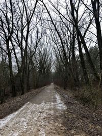 Dirt road along bare trees in forest