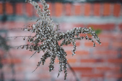 Close-up of plant against blurred background