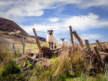 View of an animal on field against sky