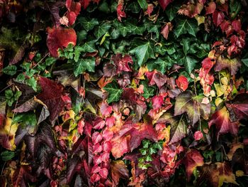 Close-up of leaves on plant