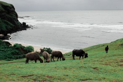 Horses in the sea