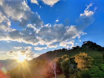 Sunlight streaming through trees against sky