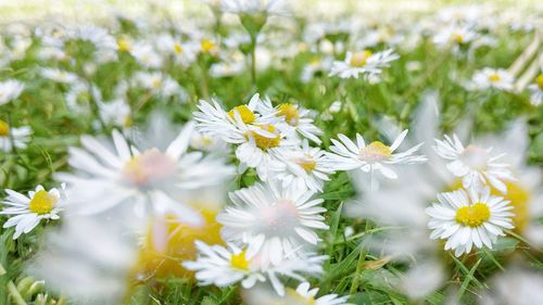 Close-up of fresh white flowers blooming in field