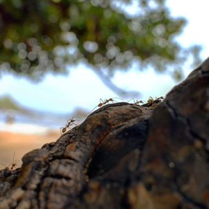 Close-up of tree trunk against sky