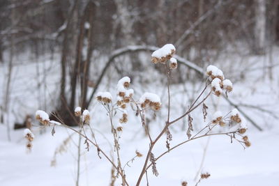Close-up of wilted flower tree during winter