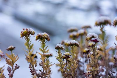 Close-up of flowering plant on field