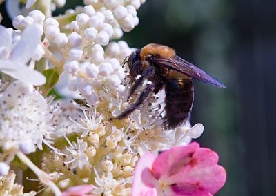 Close-up of bee pollinating on purple flower