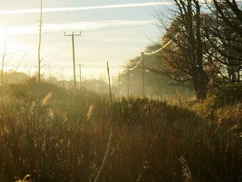 Plants growing on field against sky