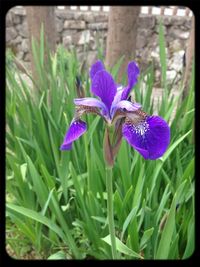 Close-up of purple flowers blooming